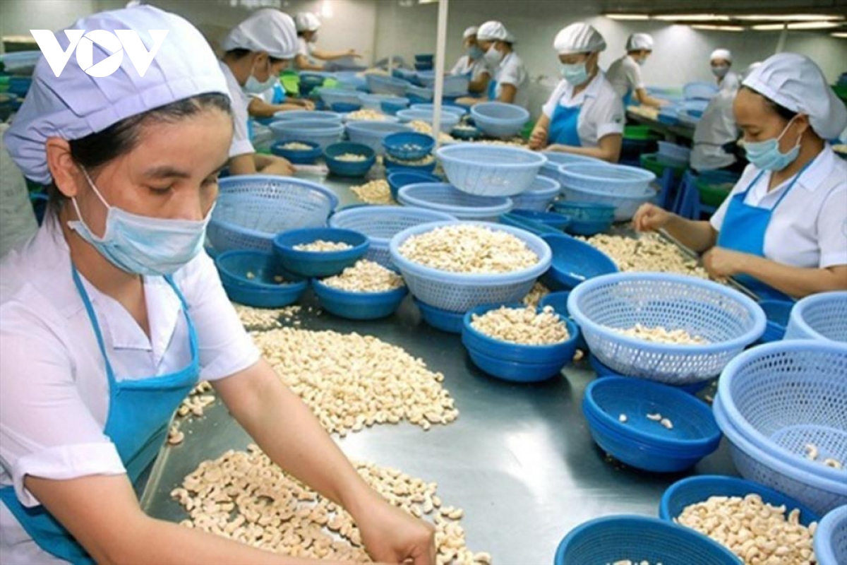 Cashew nut exports projected to enjoy robust growth in subsequent months